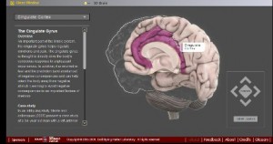 The 3-D Interactive Rotating Brain Is a Terrific Teaching Tool