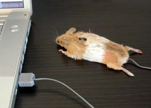 Instructables' Mouse Mouse may be taking maker culture a tad far....
