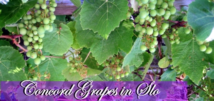 concord grapes in san luis obispo