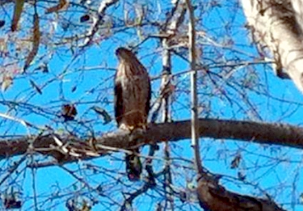 In our rural environment almost anything can happen. We have been adopted by a family of Hawks.