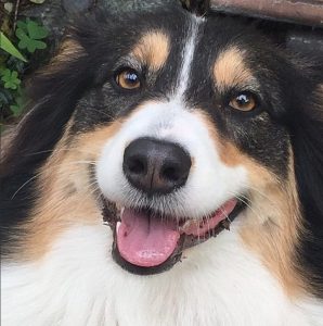 Ronnie is our smart and rascally Australian Shepard!